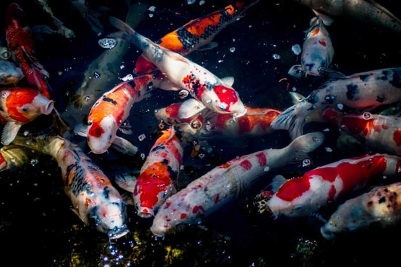 Koi Fish Swimming