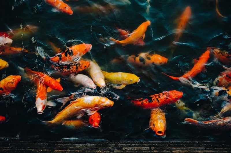 Beautiful Koi fish in a healthy pond