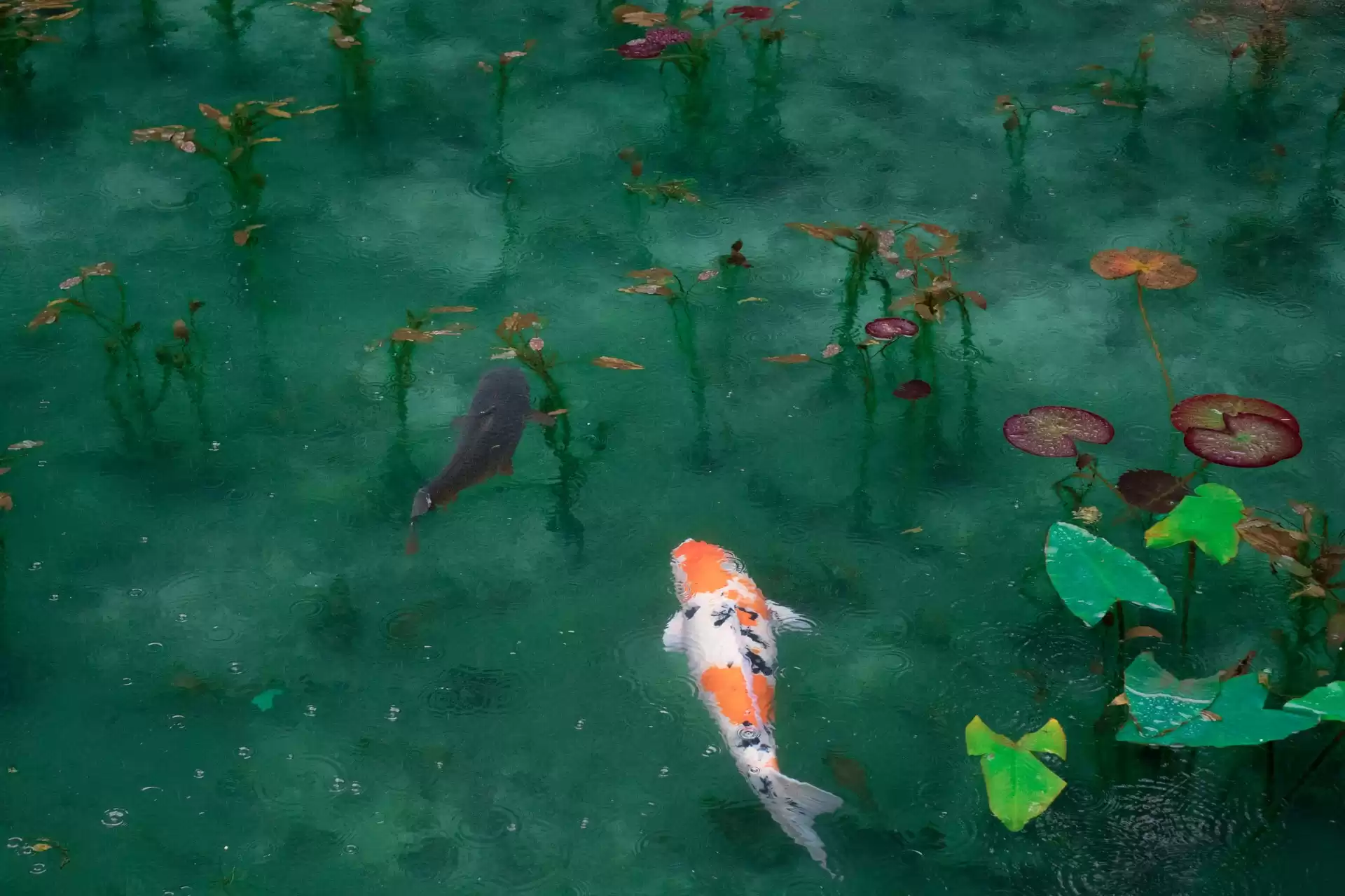 a beautiful koi pond