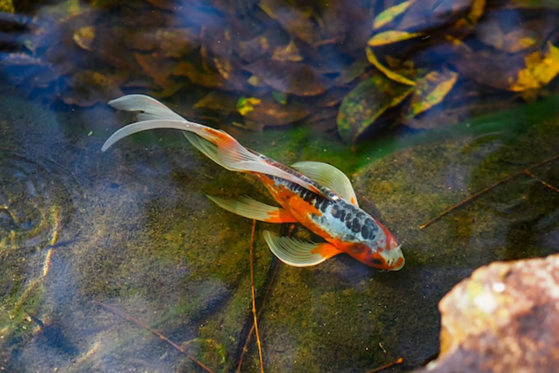 A koi fish up close