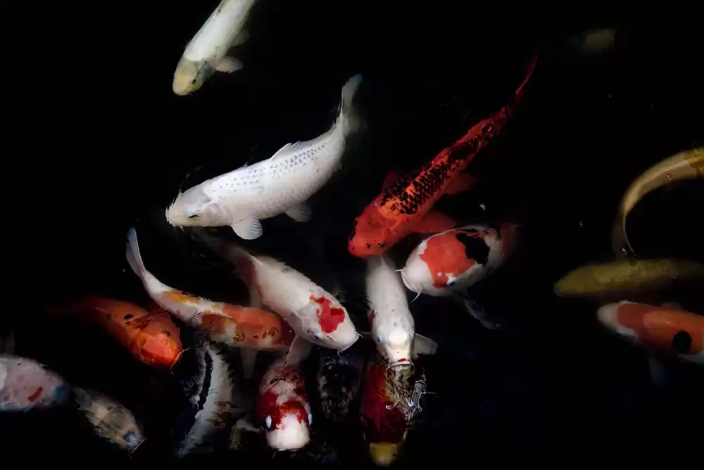 Koi fish in a well-maintained pond