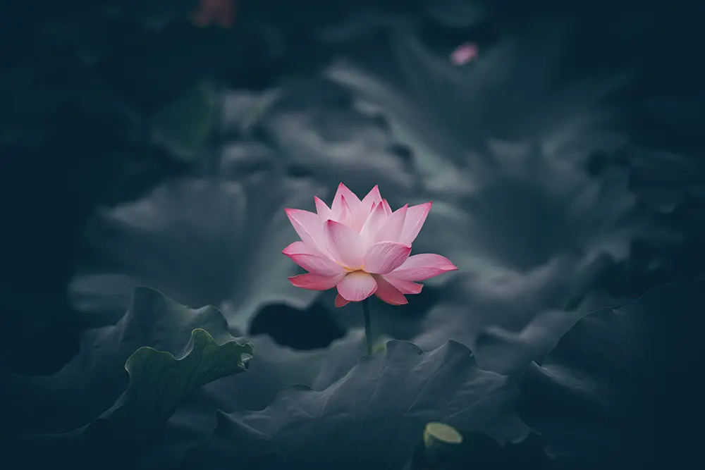 A lotus flower floating in a koi pond