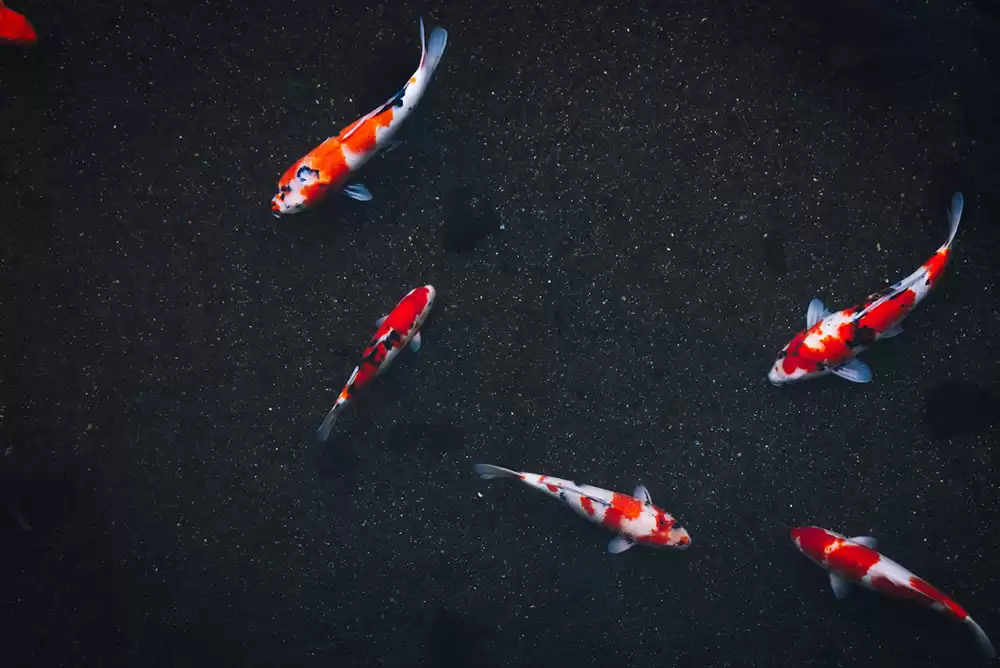 Beautiful koi fish swimming in a pond