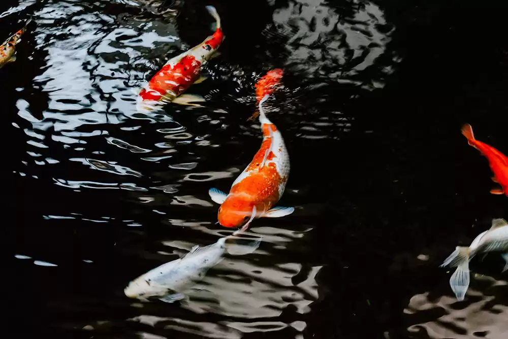 beautiful koi fish swimming in clean water