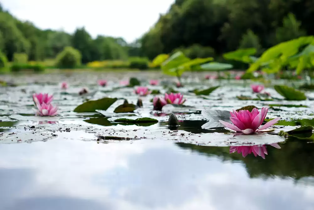 Koi pond with aquatic plants floating on the surface.