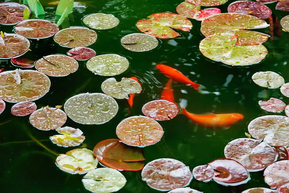 A beautiful koi pond