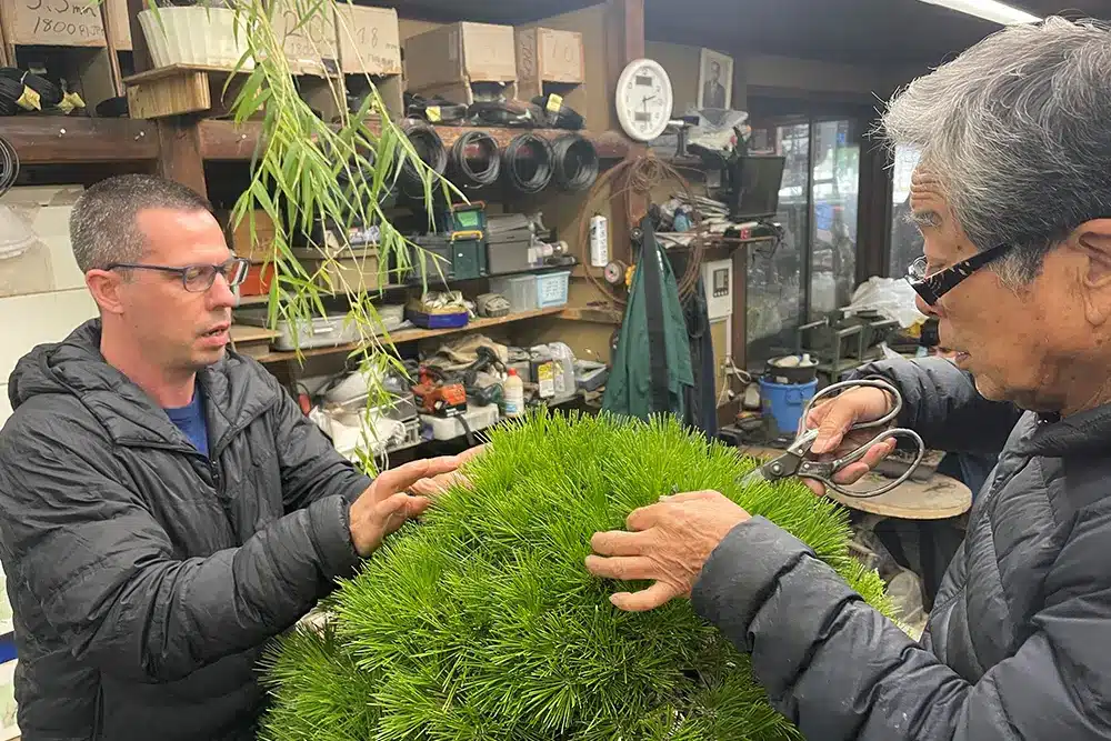 2 men trimming Bonsai Tree