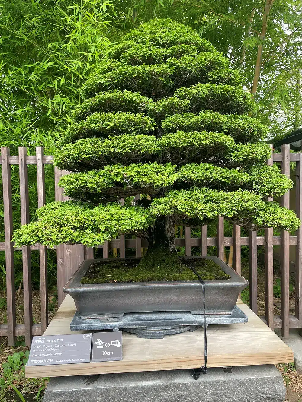 Type of Bonsai Tree