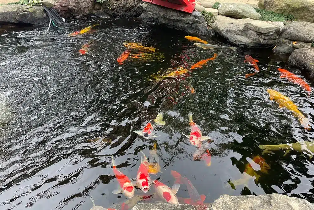 koi fish swimming in a pond