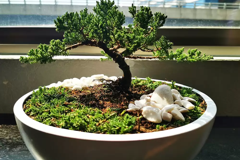 A simple Bonsai tree