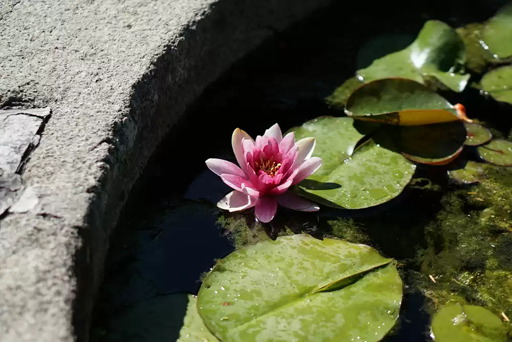 close up shot of aquatic plants on the surface of a koi pond