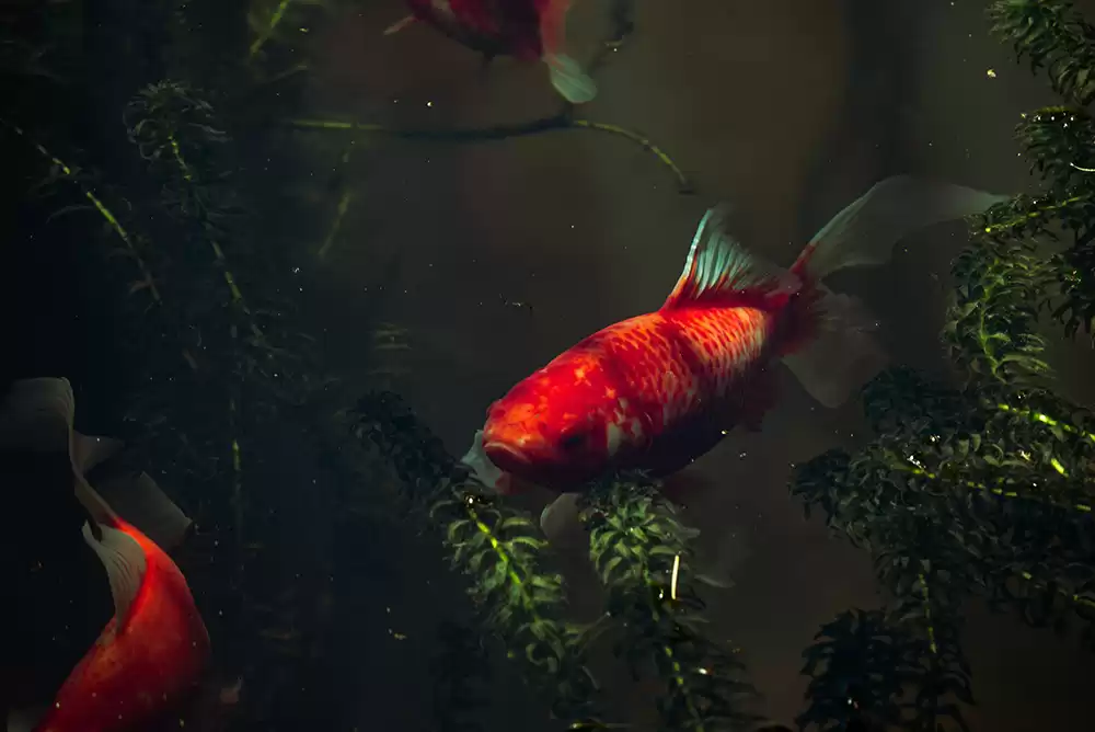 Goldfish swimming in murky water