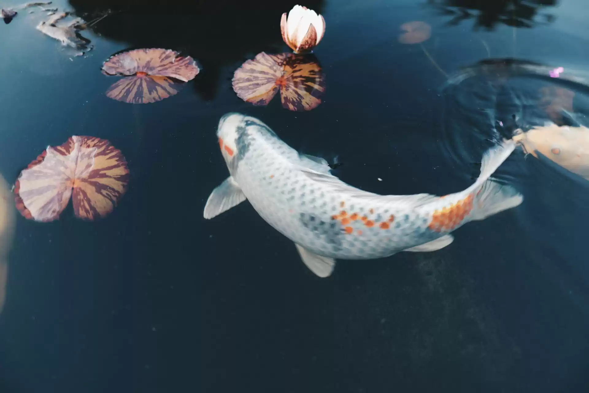 A koi fish swimming through lily pads.