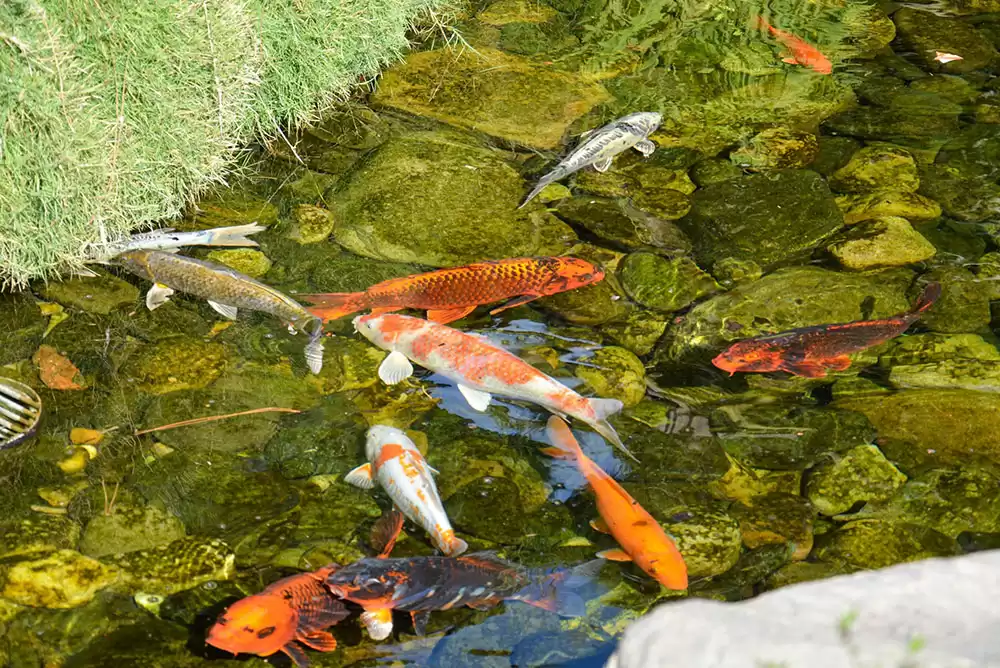 A clean koi pond.