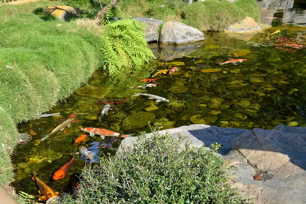 A well-maintained koi pond outside.