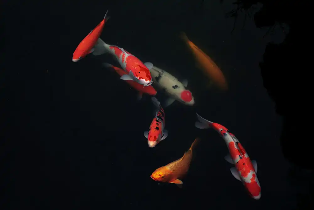 Koi fish swimming