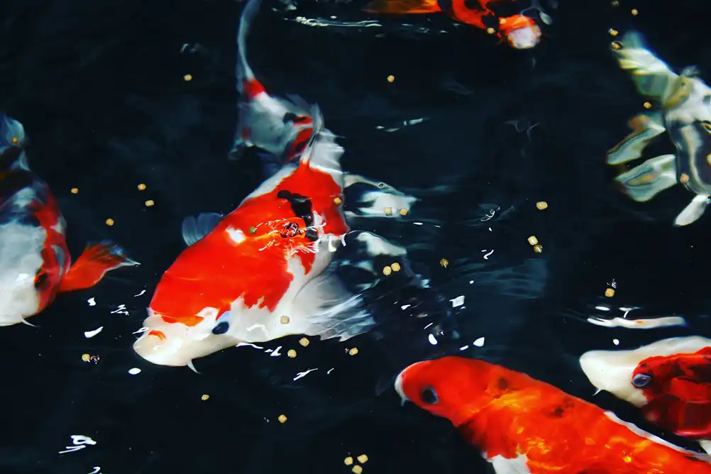 A number of Orange and White koi fish swimming in a dark pond