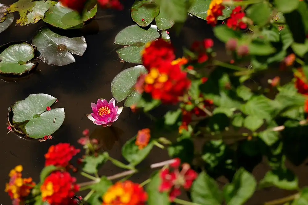 An up-close picture of pond flowers.