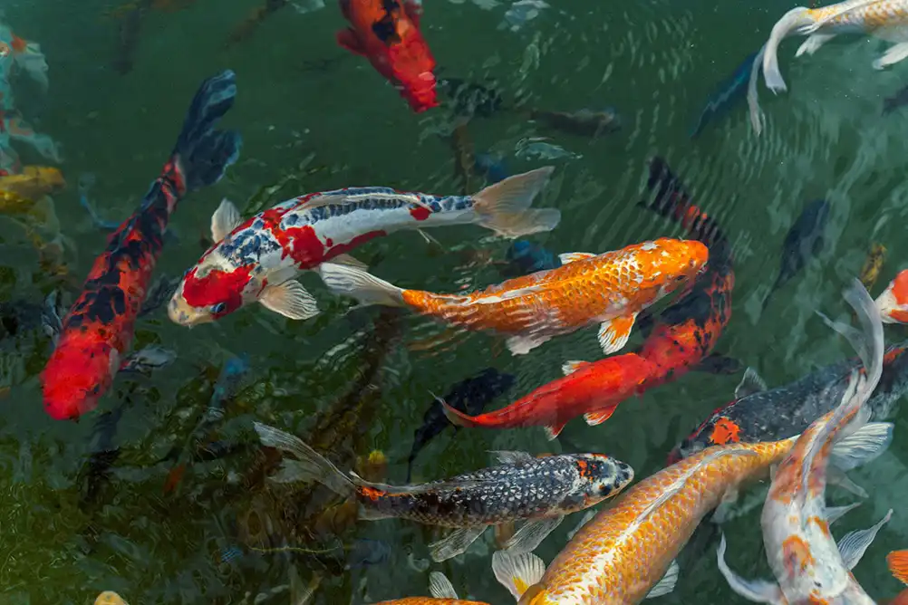 Beautiful koi fish swimming in water.